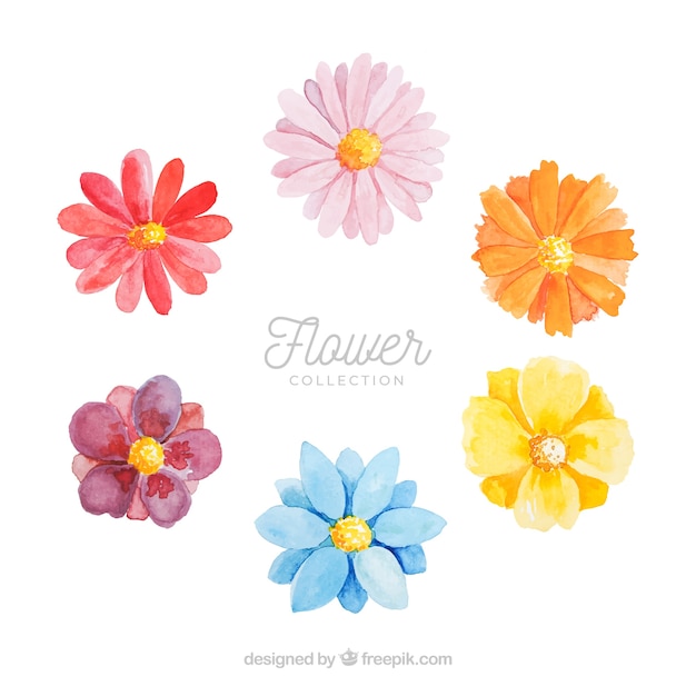 Set di fiori colorati in stile watecolor