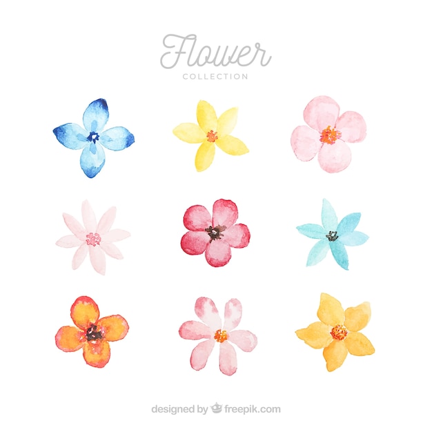 Set di fiori colorati in stile watecolor