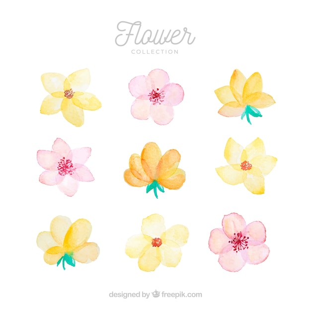 Set of colorful flowers in watecolor style