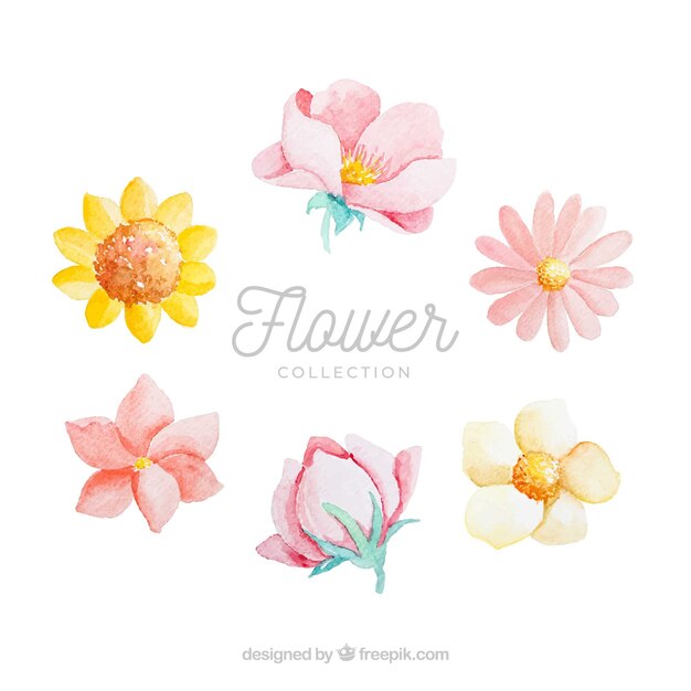 Set of colorful flowers in watecolor style