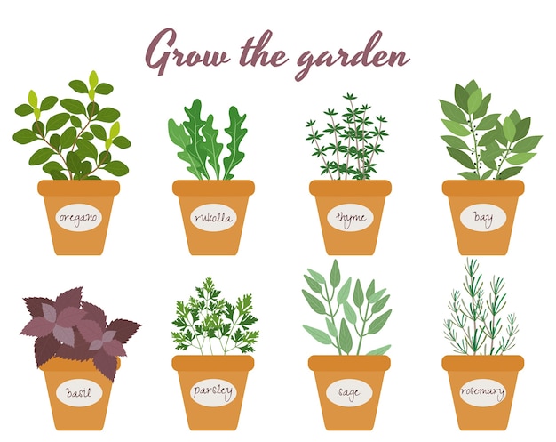 Free vector set of culinary herbs in pots