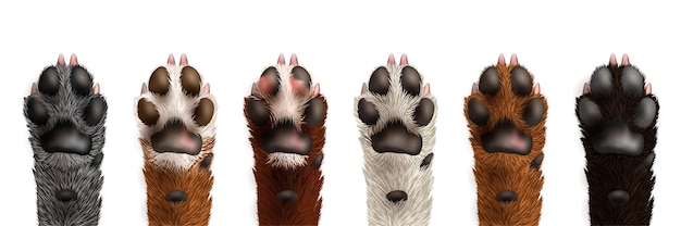 Set of cute realistic black white grey brown dog paws isolated
