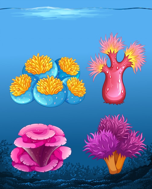 Set of different coral reef