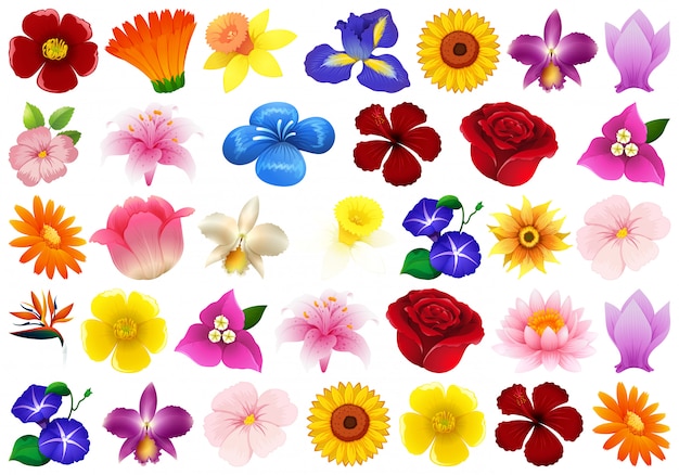 Free Flower Svg Clip Art