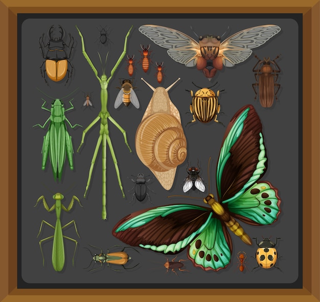 Set of different insects in wooden frame