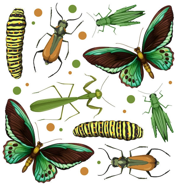 Set of different insects