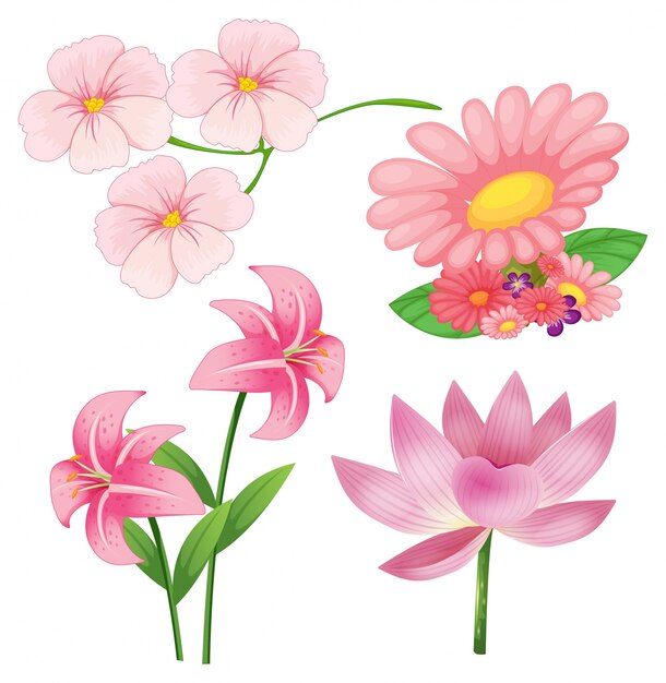 Set of different kind of pink flowers on white background