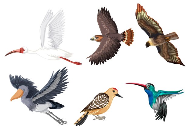 Set of different kinds of birds