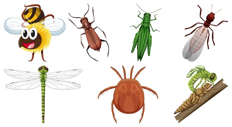 Free Vector set of different kinds of insects
