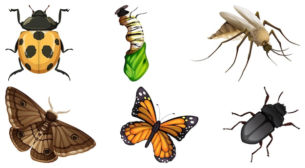 Vettore gratuito insieme di diversi tipi di insetti