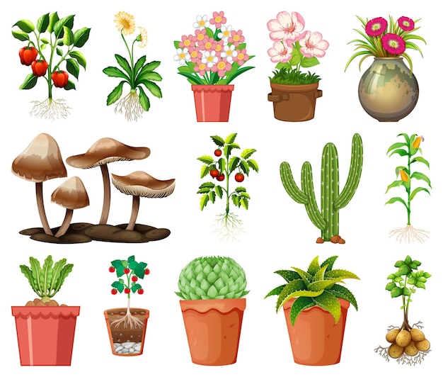 Set of different plants in pots isolated on white background