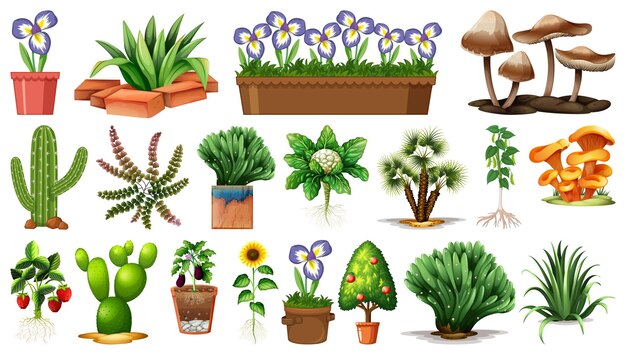 Set of different plants in pots isolated on white background