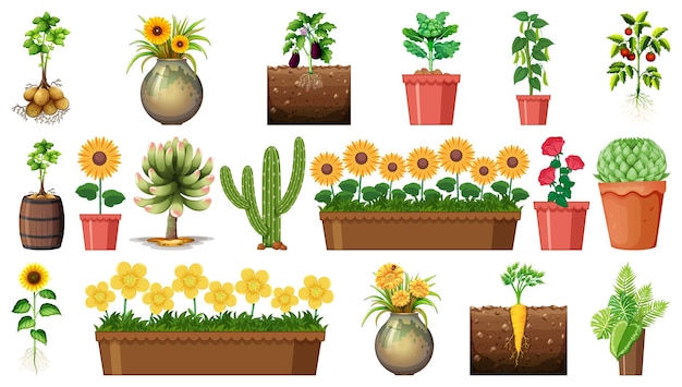 Free vector set of different plants in pots isolated on white background