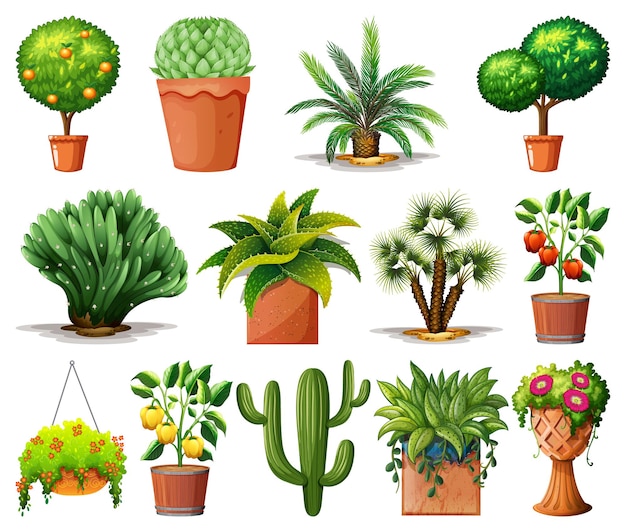 Free vector set of different plants in pots isolated on white background