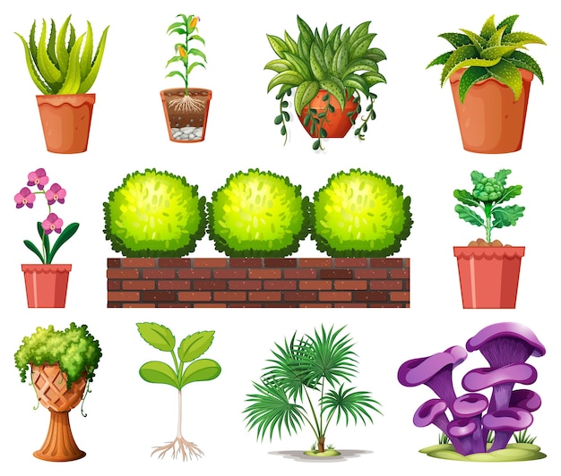 Free vector set of different plants in pots isolated on white background