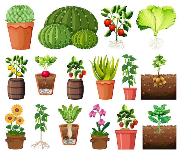 Free vector set of different plants in pots isolated on white