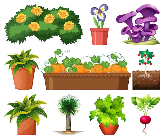 Set of different plants in pots isolated on white