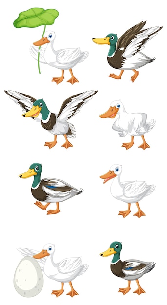 Free vector set of different poses of ducks cartoon characters