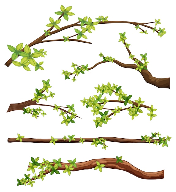 Set of different tree branches isolated