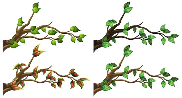 分離された異なる木の枝のセット