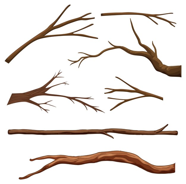 分離された異なる木の枝のセット