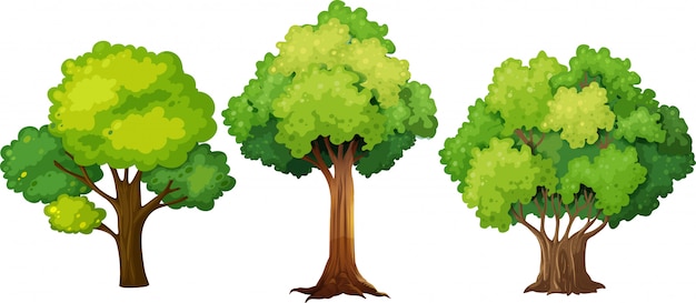 Tree Images Free Vectors Stock Photos Psd