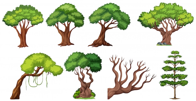 Set of different tree