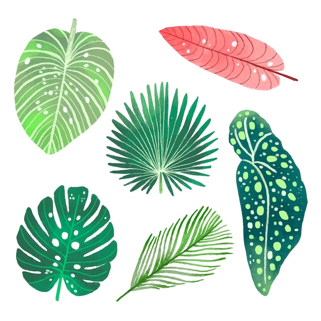 Free vector set of different tropical leaves