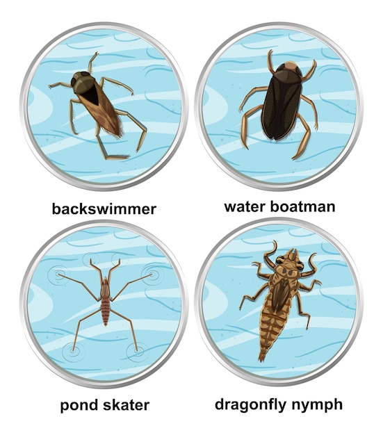 Free vector set of different types of aquatic insects