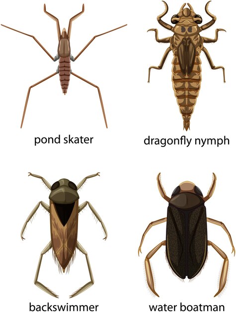 Set of different types of bugs and beetles with name