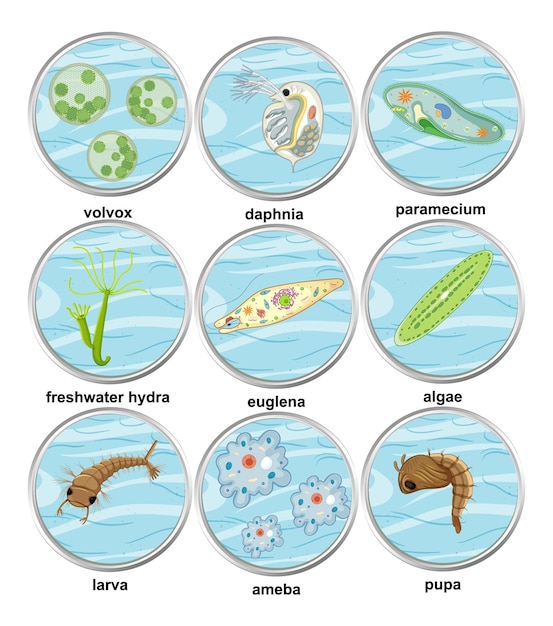 Set of different types of unicellular organisms