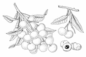 Free vector set of dimocarpus longan fruit hand drawn elements botanical illustration