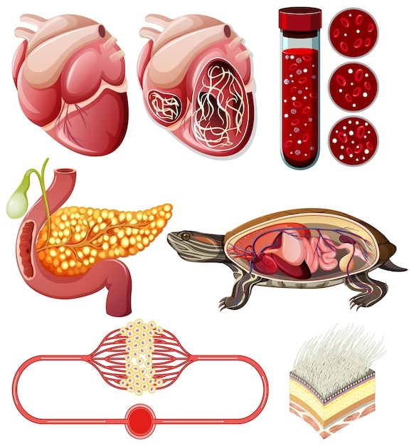 Vettore gratuito set di attrezzature necessarie per esperimenti scientifici