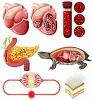 Free vector set of equipment needed for science experiment