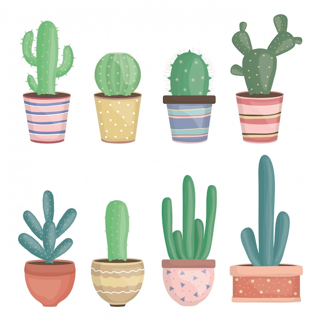 Set di piante di cactus esotici in vasi di ceramica