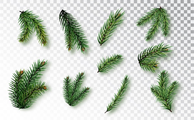 Background with Vector Christmas Tree Branches, Vectors