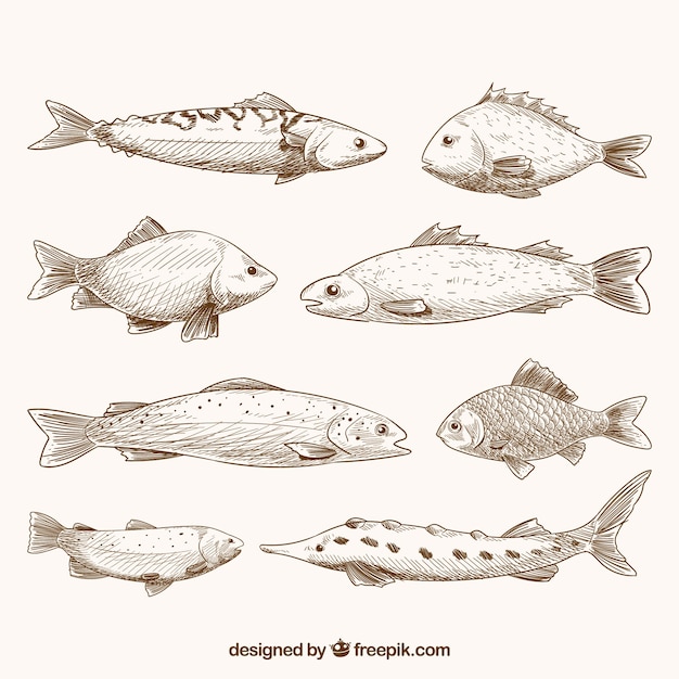 Vettore gratuito set di stile disegnato pesci in mano