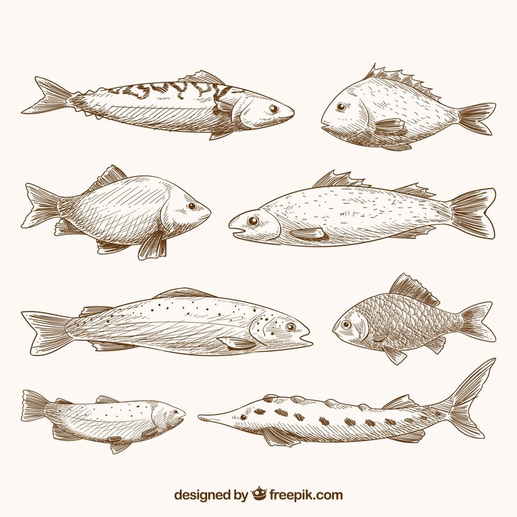 Free Vector set of fish in hand drawn style
