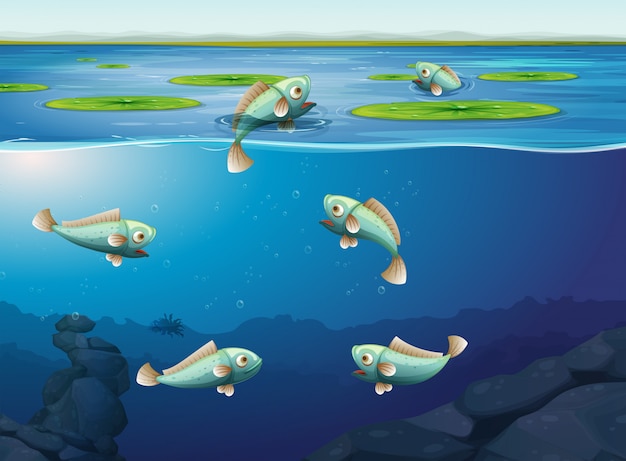Набор рыбы под водой