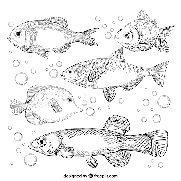 Free Vector set of fishes in hand drawn style