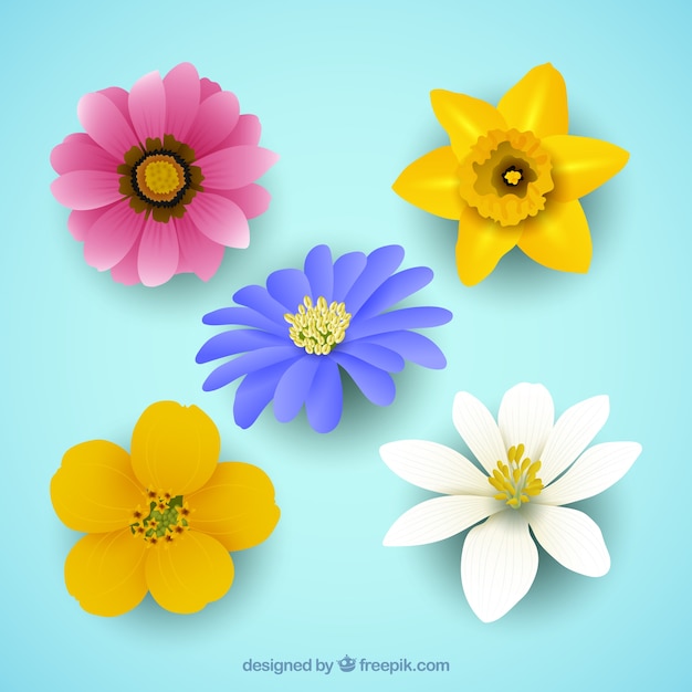5 개의 아름 다운 꽃 세트
