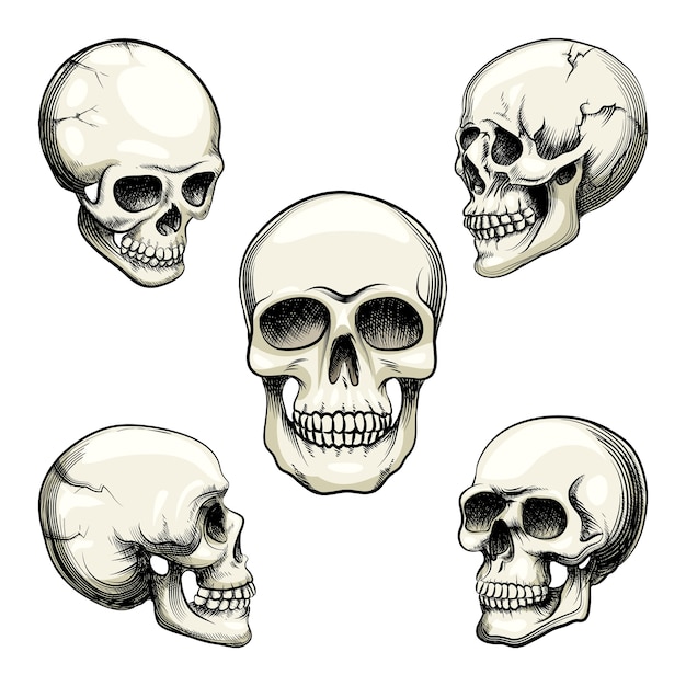 Set of five different greyscale views of a naturalistic human skull with teeth  vector illustration isolated on white