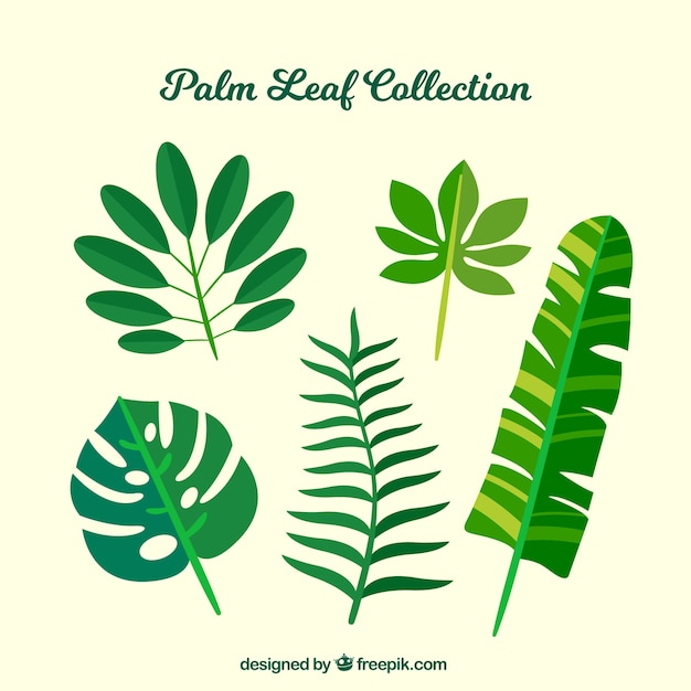 Set of five palm leaves in flat design