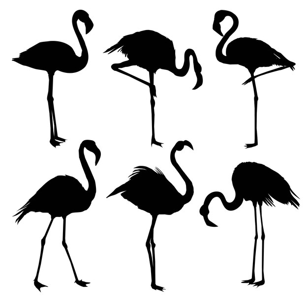 Flamingo Images Free Vectors Stock Photos Psd