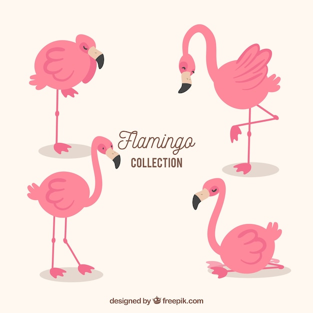 Free vector set of flamingos in different poses