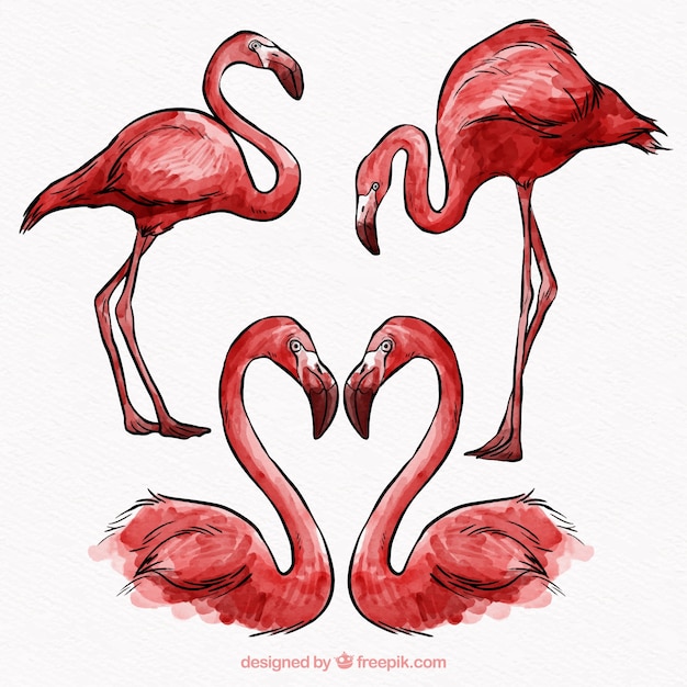 Free vector set of flamingos in different postures