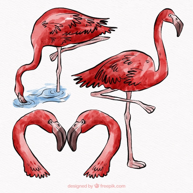 Free vector set of flamingos in different postures