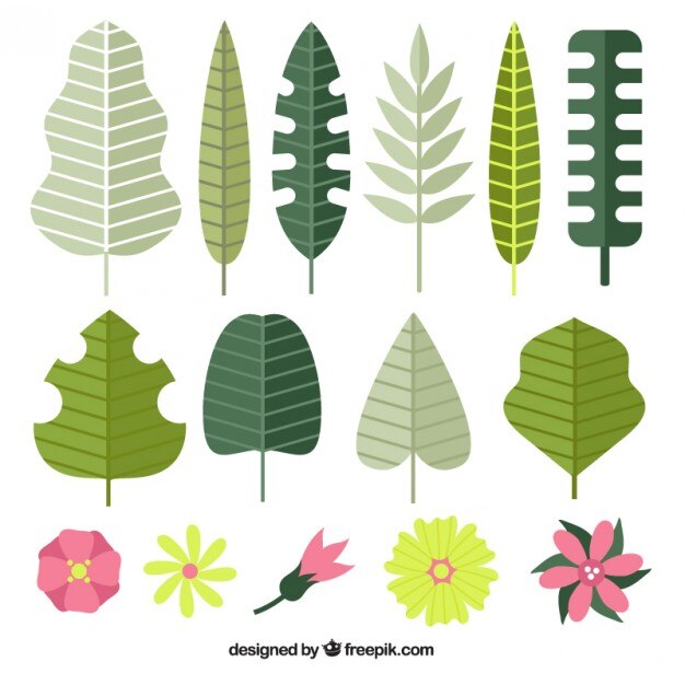 Free vector set of flat wild leaves and flowers