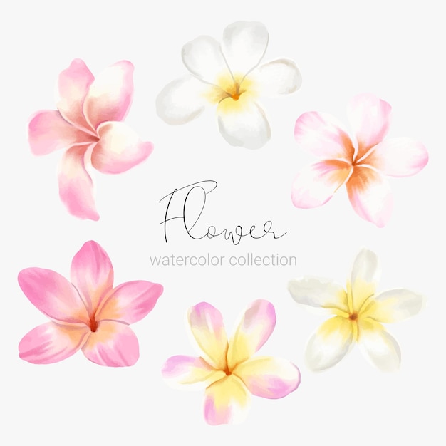 Free vector set of floral elements collection set of flower watercolor style