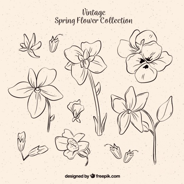 Free Vector set of flower sketches